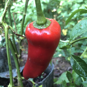 Carmen - Seeds - Bohica Pepper Hut 