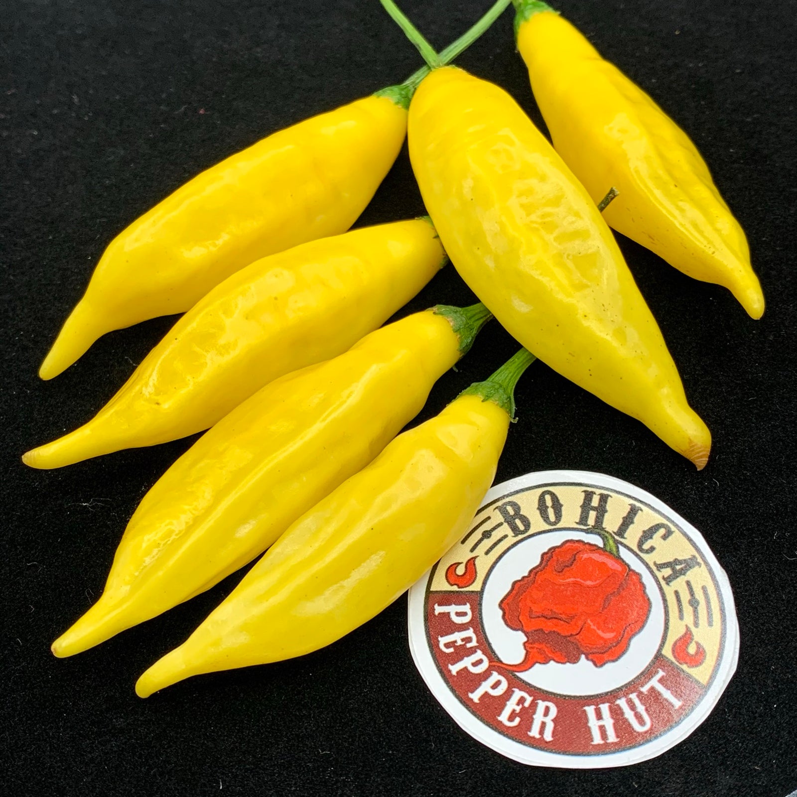 Aji Pineapple - Seeds - Bohica Pepper Hut 