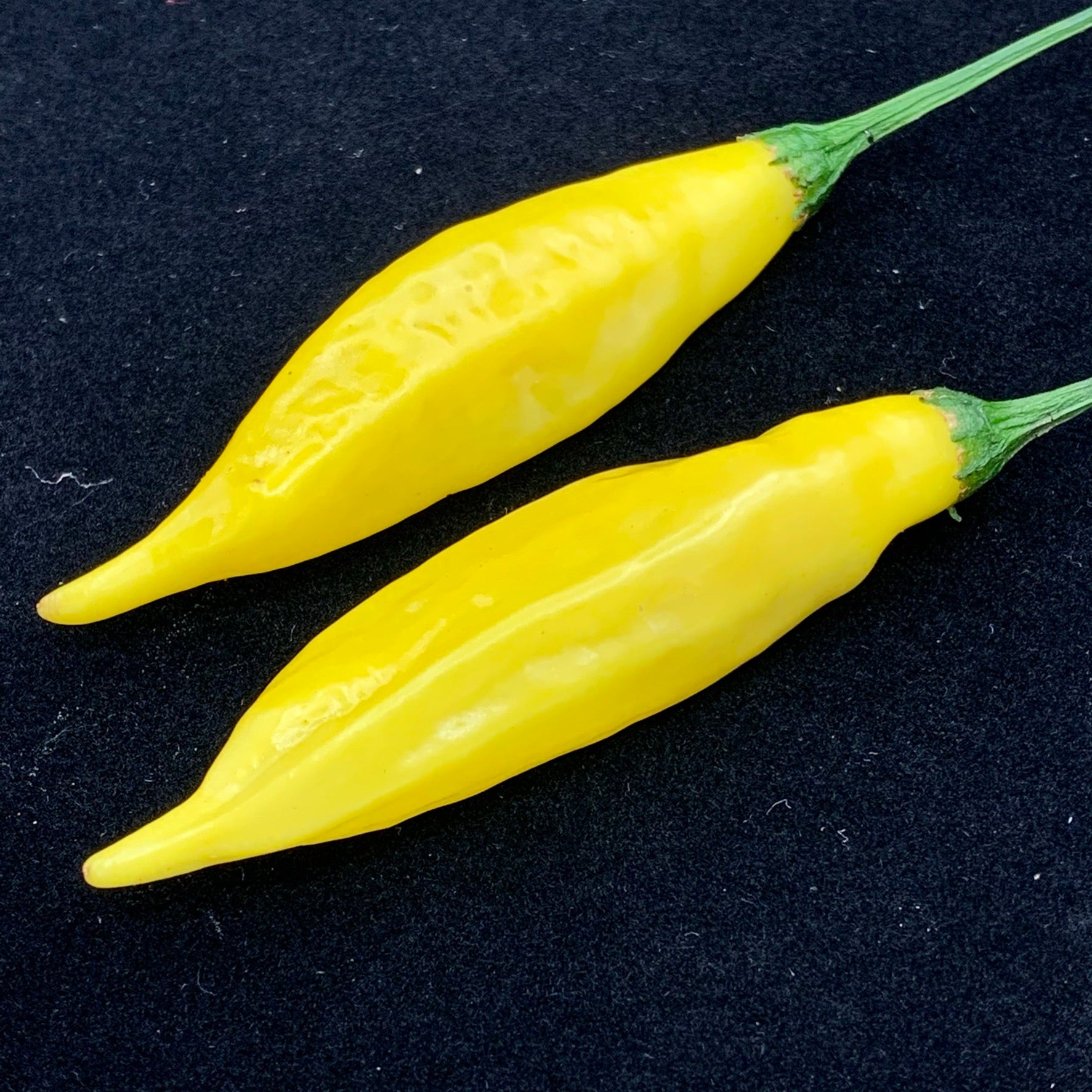 aji pineapple plant Aji Pineapple