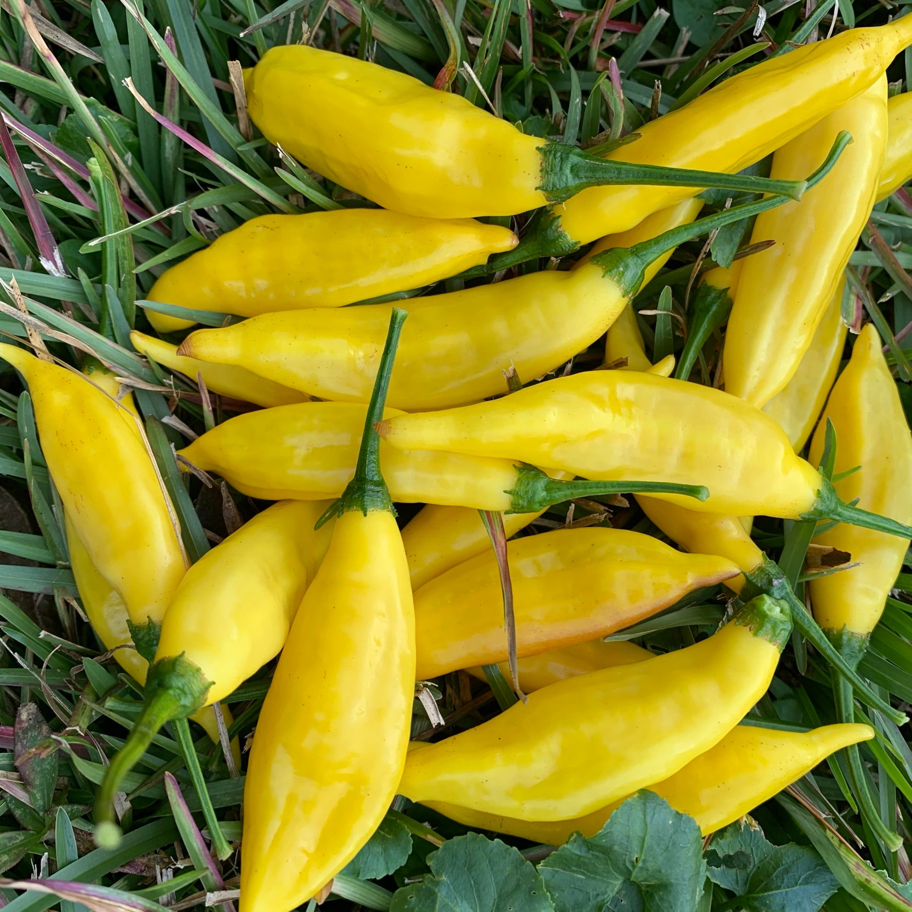 Aji Pineapple