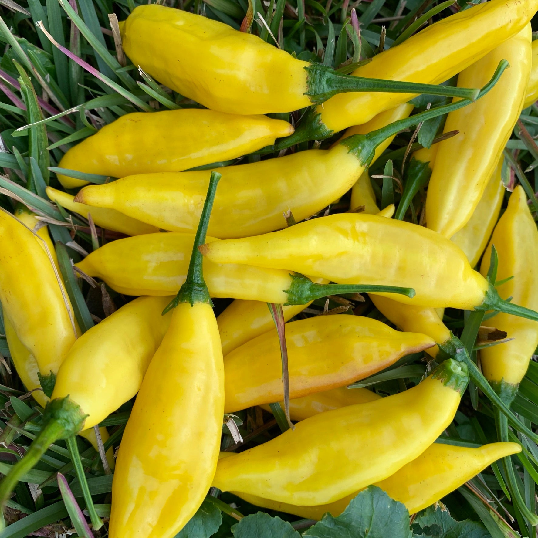 Aji Pineapple