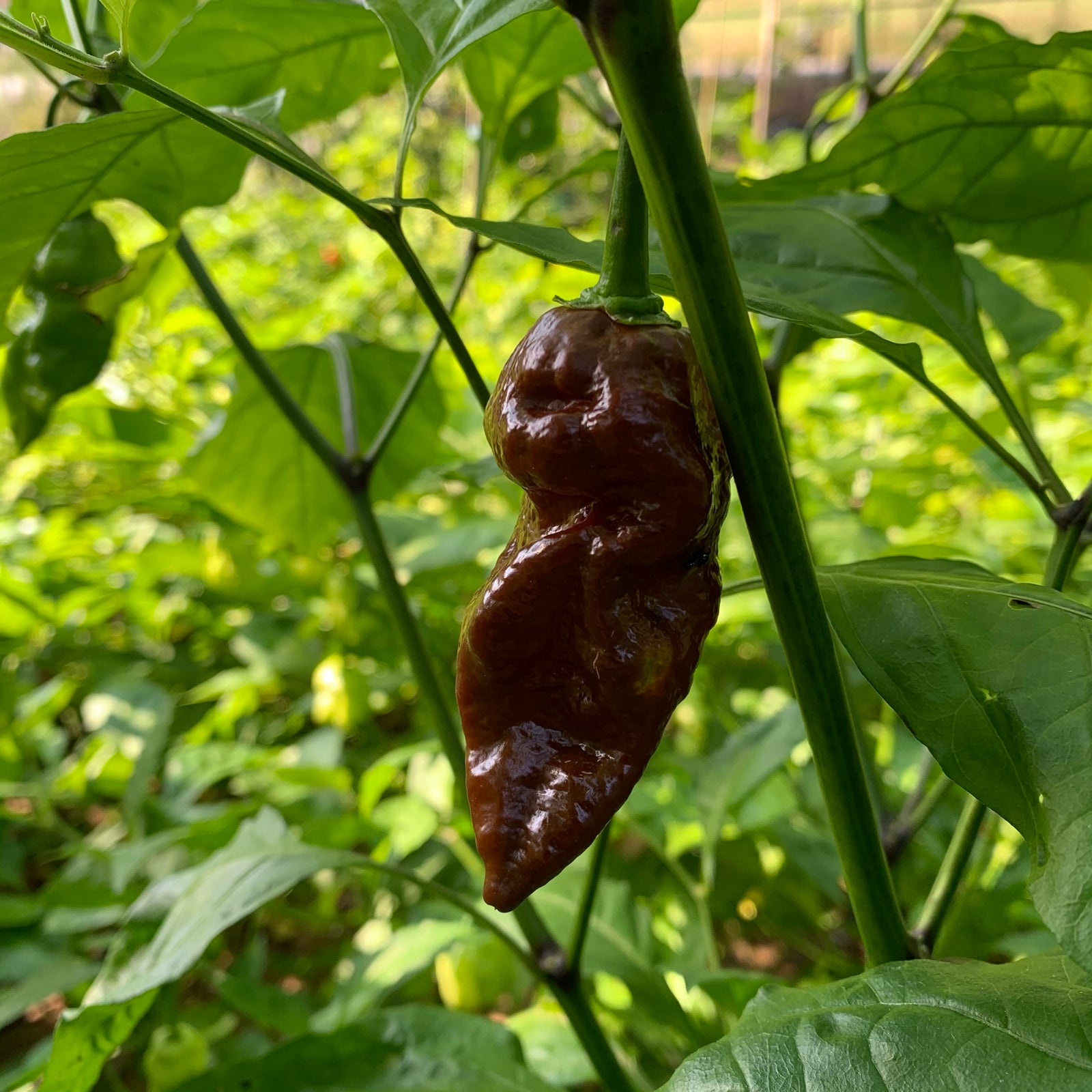 Bhut Jolokia Chocolate Ghost - Seeds - Bohica Pepper Hut 