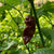 Bhut Jolokia Chocolate Ghost - Seeds