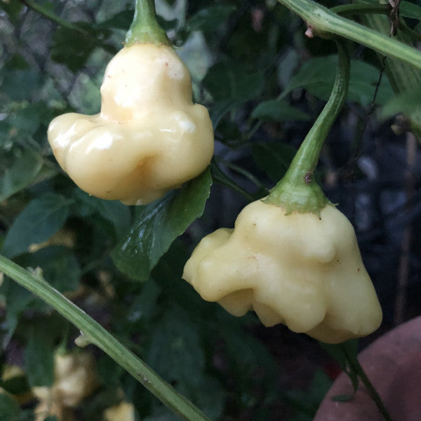 Aji White Fantasy - Seeds - Bohica Pepper Hut 