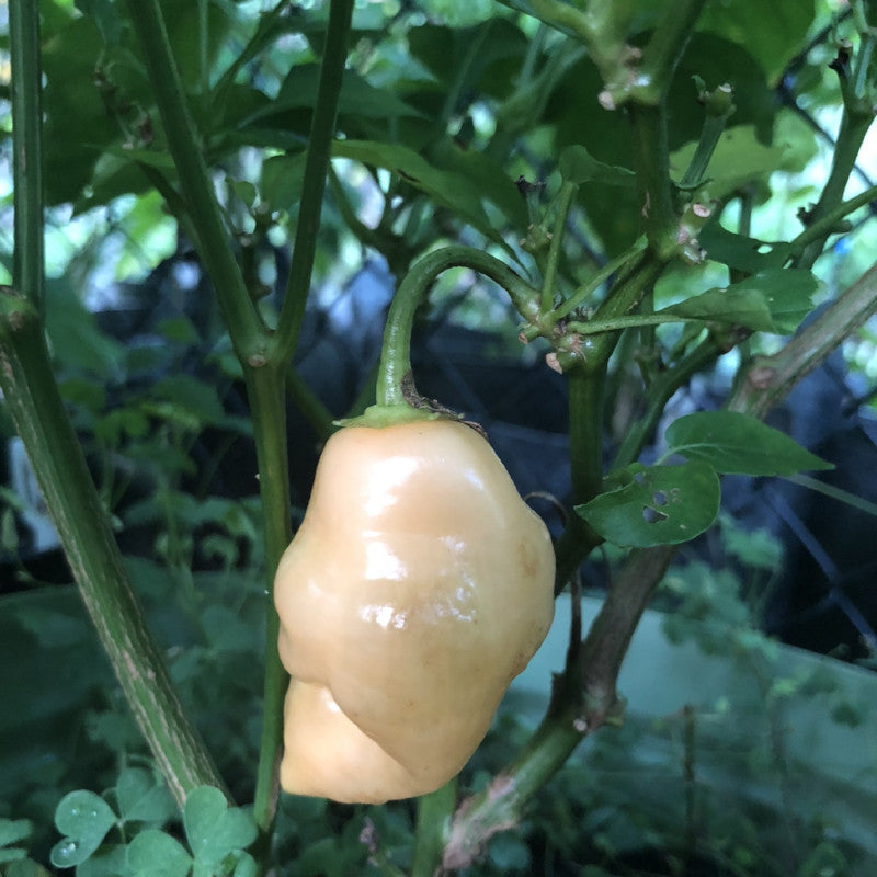 Aji Sugar Rush Peach - Seeds - Bohica Pepper Hut 