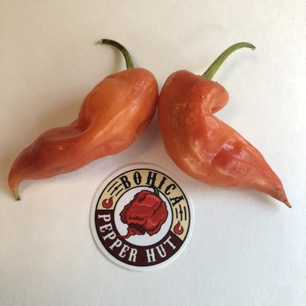 Aji Crystal - Seeds - Bohica Pepper Hut 