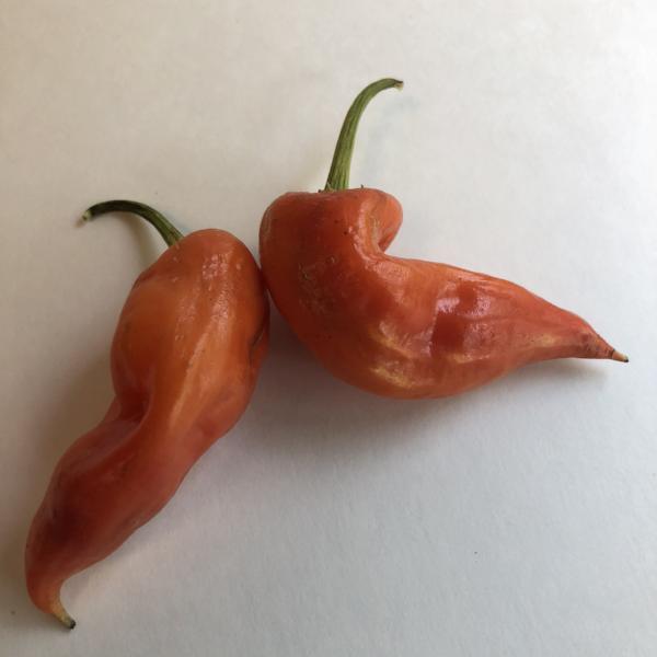 Aji Crystal - Seeds - Bohica Pepper Hut 