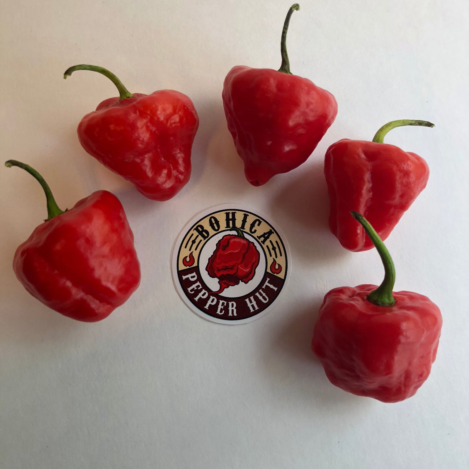 Aji Cachucha - Seeds - Bohica Pepper Hut 