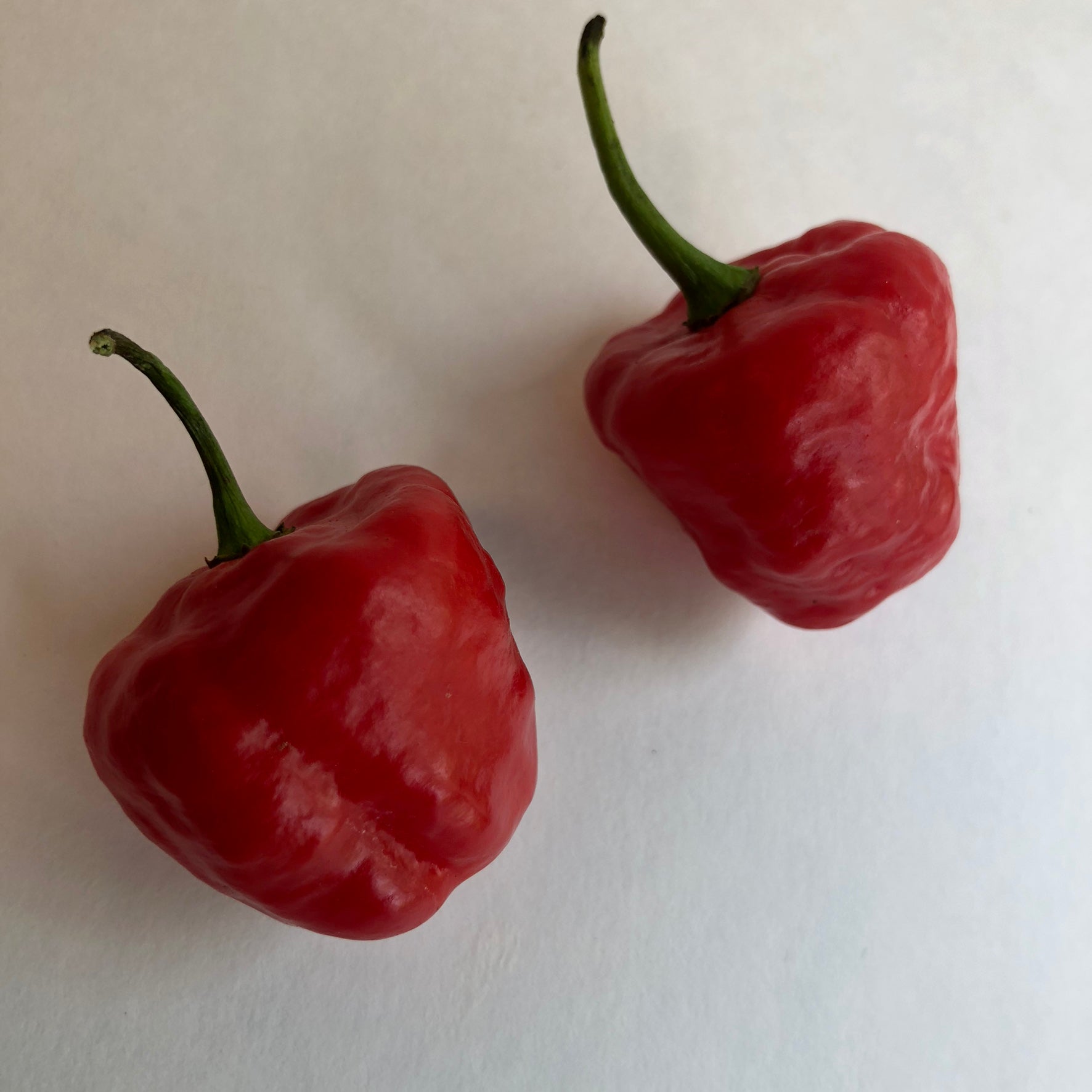 Aji Cachucha - Seeds - Fresh Seeds from Bohica Pepper Hut