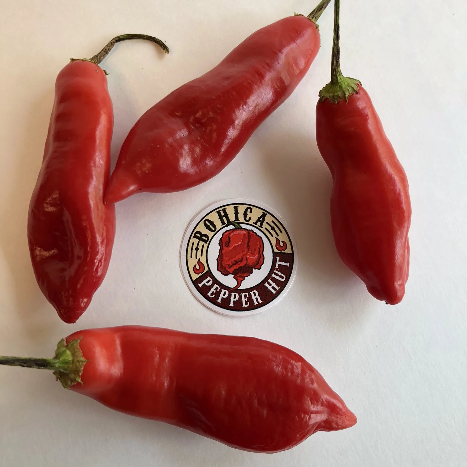Aji Sugar Rush Red - Seeds - Bohica Pepper Hut 