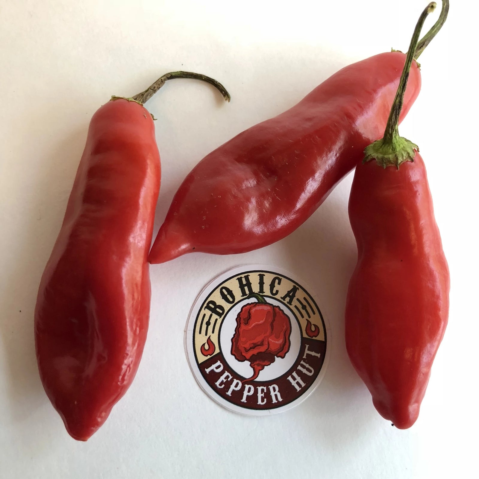 Aji Sugar Rush Red - Seeds - Bohica Pepper Hut 