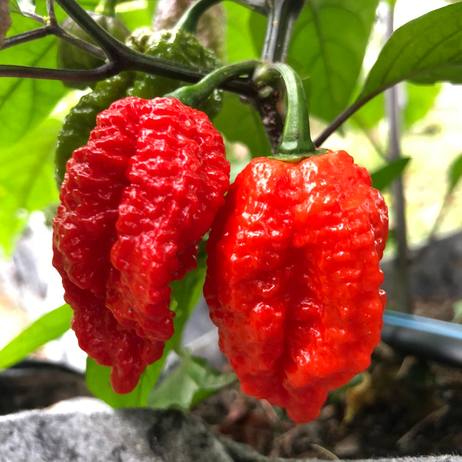 Redgum TigerMAMP x Chocolate Nagabrains - Seeds - Bohica Pepper Hut 