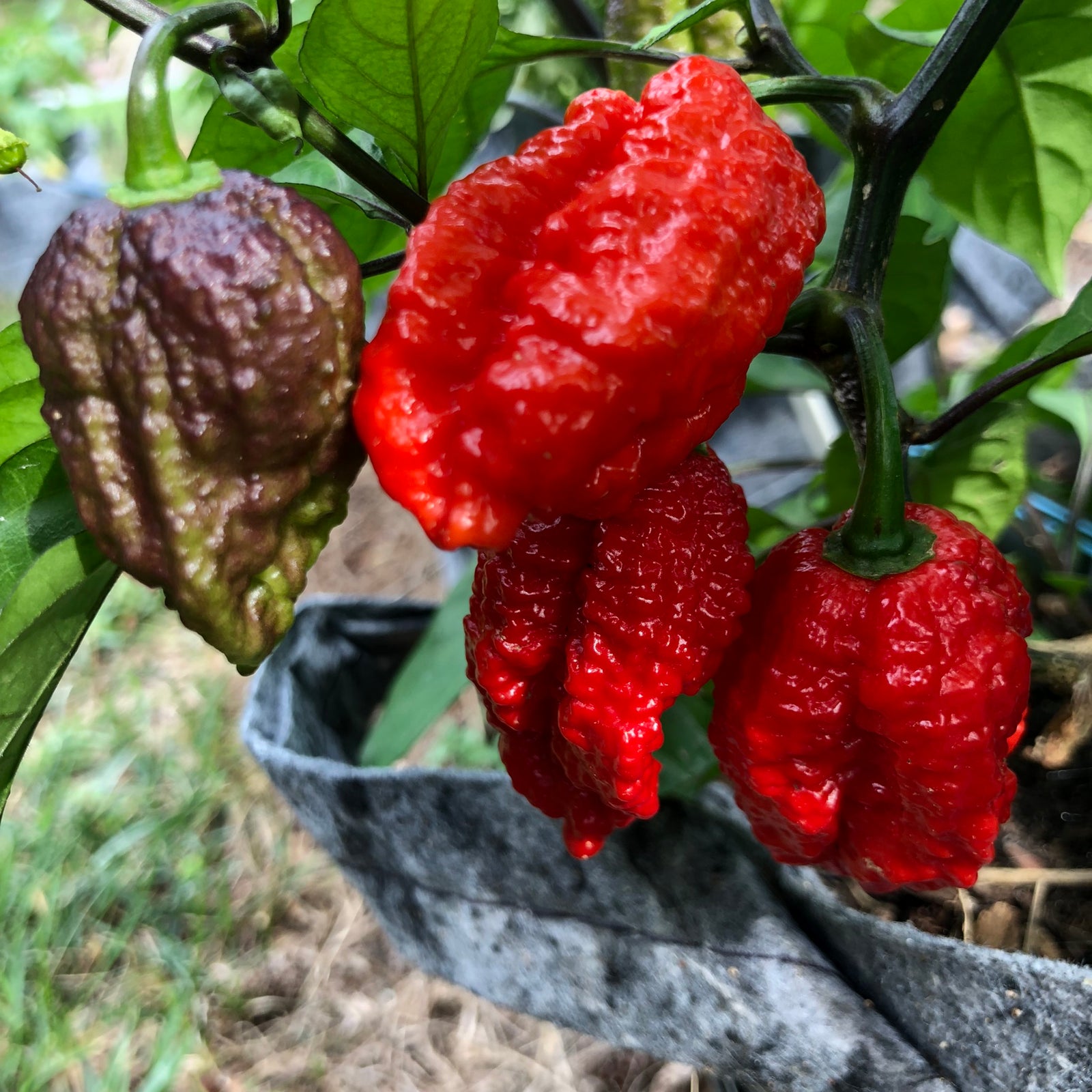 Redgum TigerMAMP x Chocolate Nagabrains - Seeds - Bohica Pepper Hut 