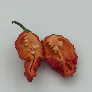 Redgum TigerMAMP x Chocolate Nagabrains - Seeds - Bohica Pepper Hut 