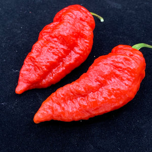 Devil's Brain - Seeds - Bohica Pepper Hut 