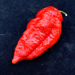 Devil's Brain - Seeds - Bohica Pepper Hut 