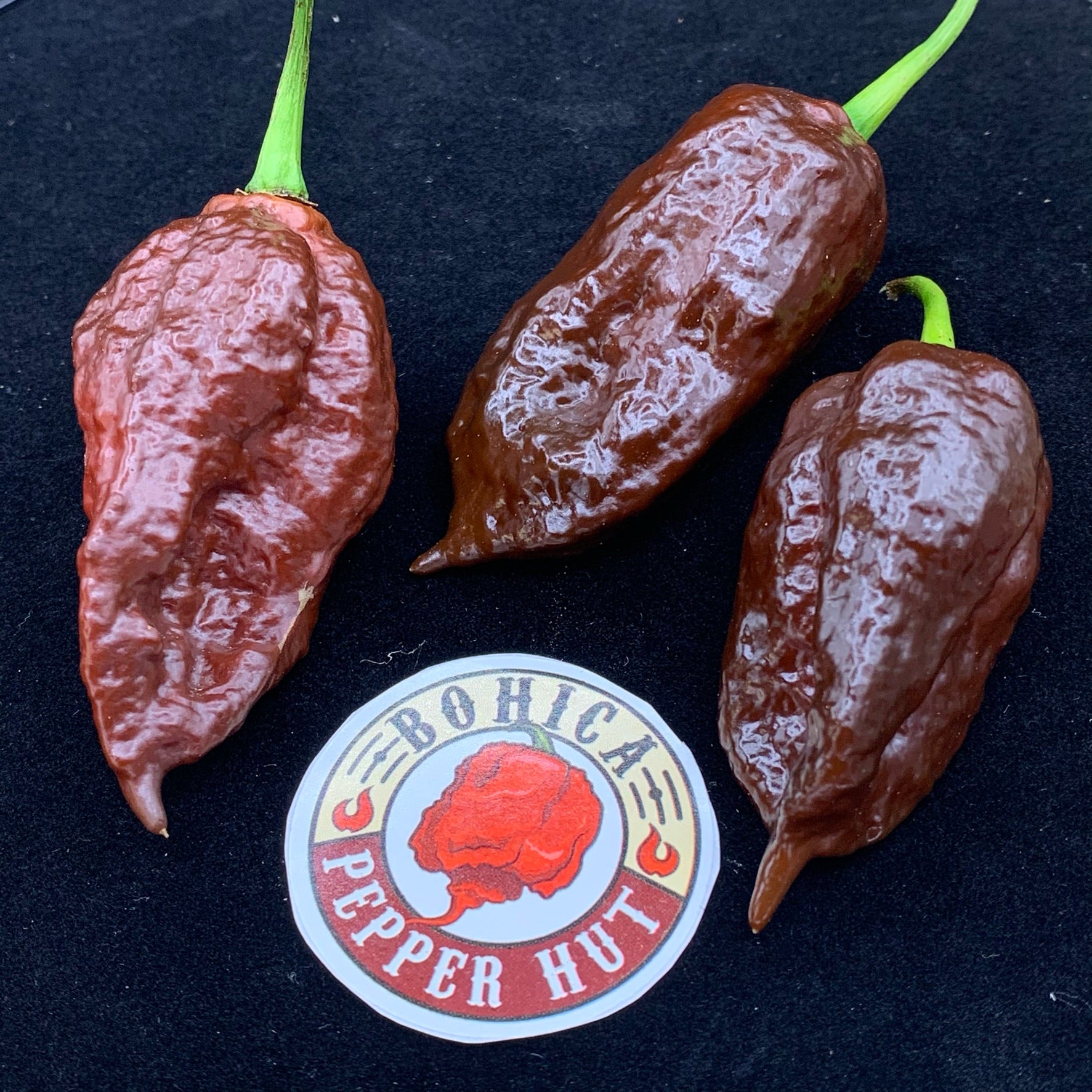 Madballz Chocolate - Seeds - Bohica Pepper Hut 