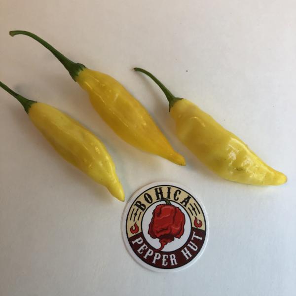 Aji Lemon Drop - Seeds - Bohica Pepper Hut 