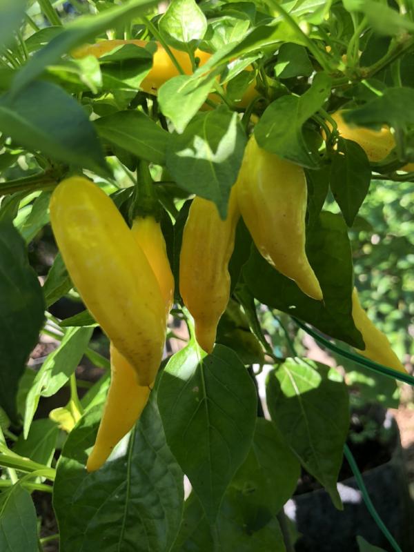 lemon drop pepper plant Aji Lemon Drop