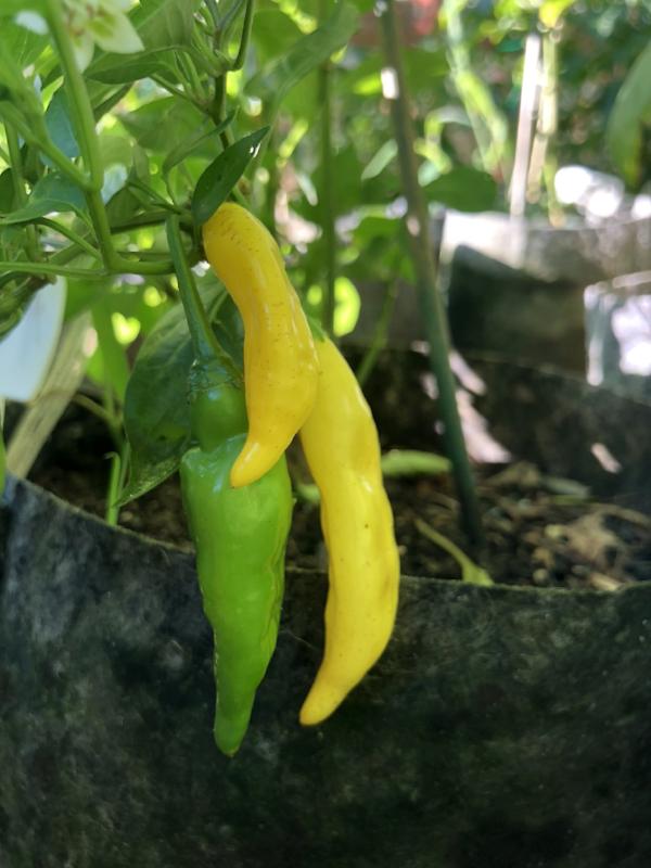 Aji Lemon Drop