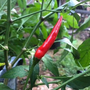 planting chili pequin seeds Pequin