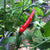 Pequin - Seeds - Bohica Pepper Hut 