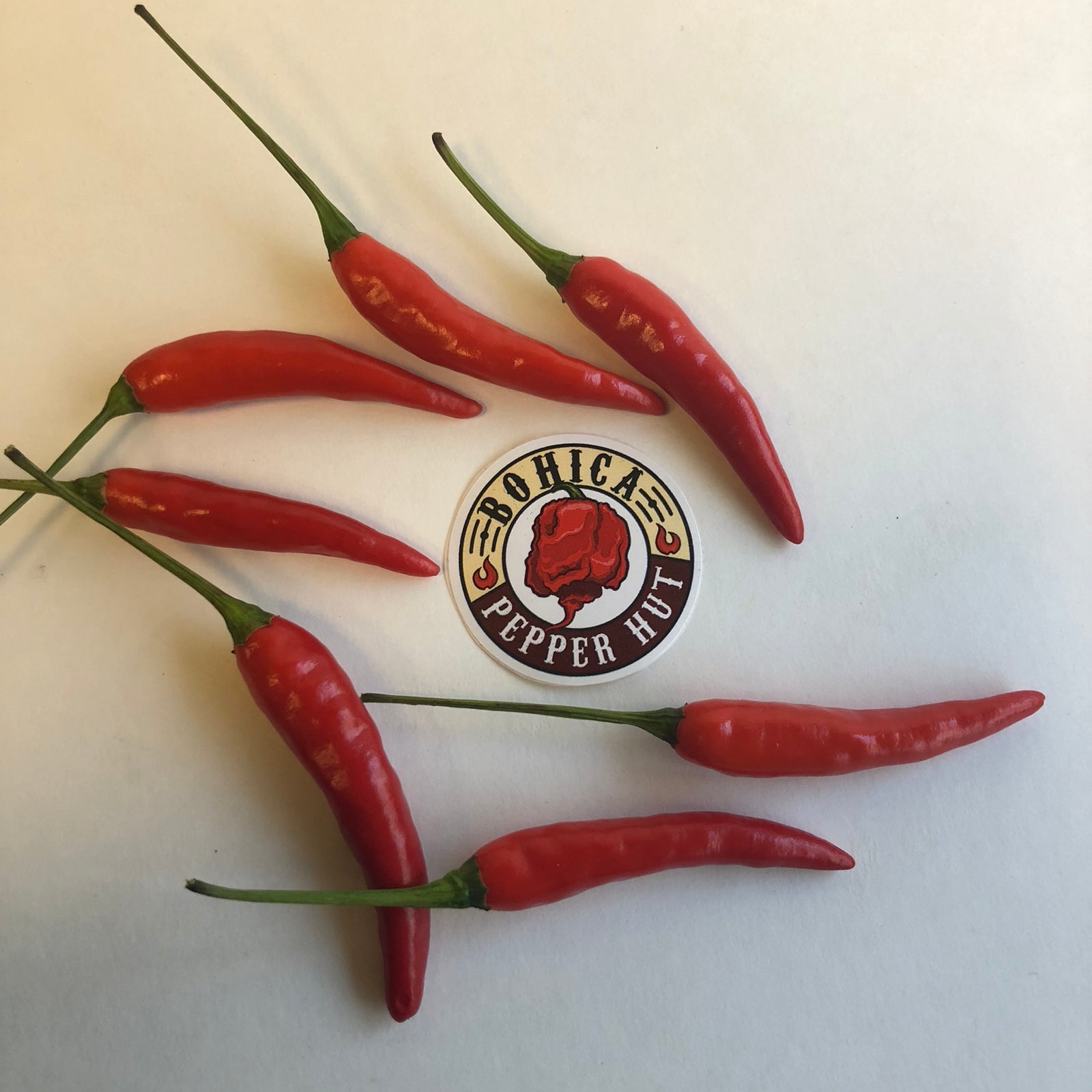 Pequin - Seeds - Bohica Pepper Hut 