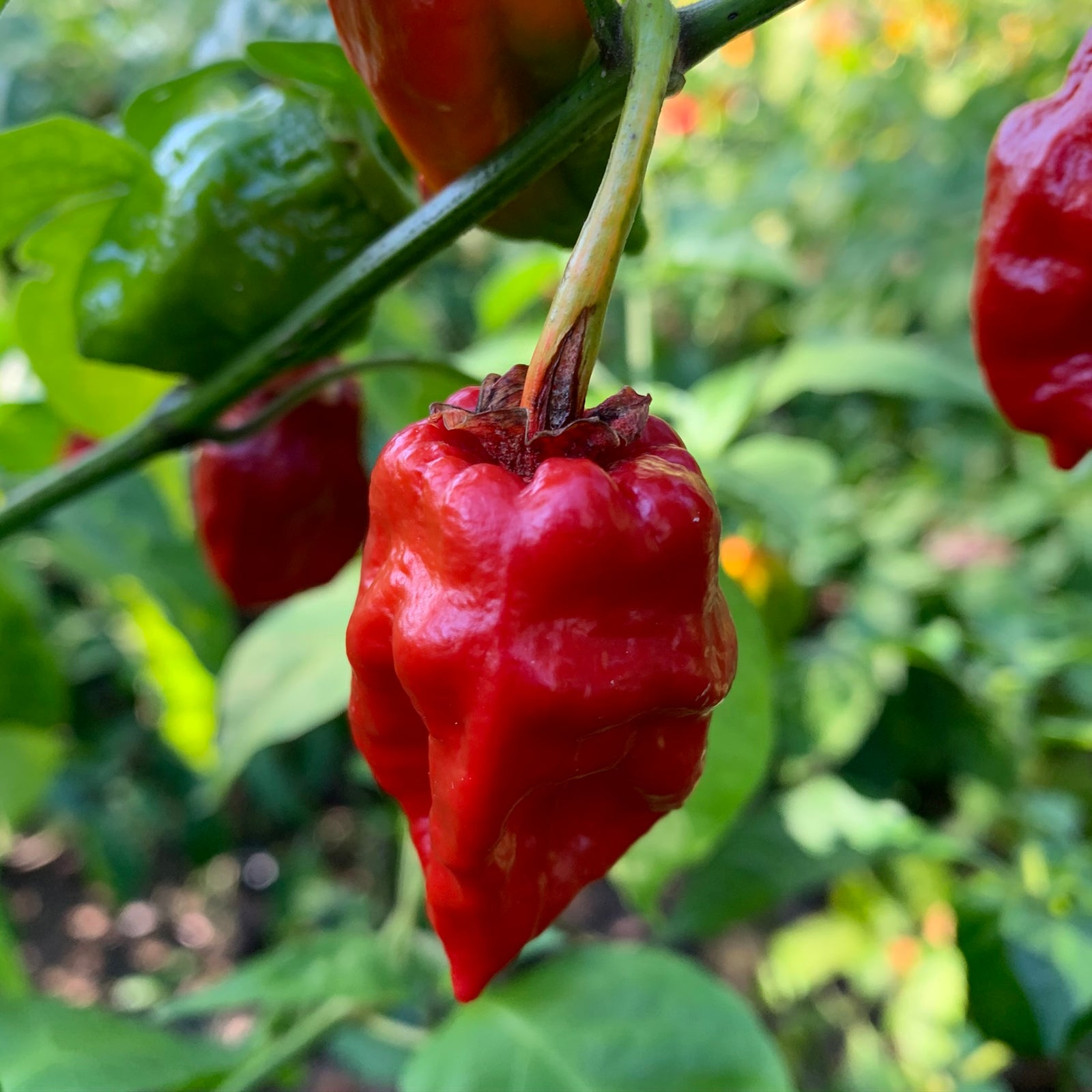 7 Pot Jonah x Congo Red - Seeds - Bohica Pepper Hut 