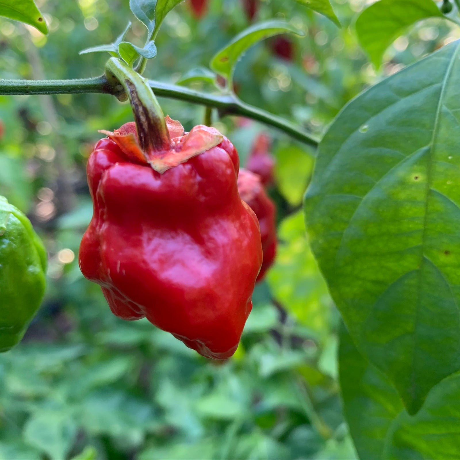 7 Pot Jonah x Congo Red - Seeds - Bohica Pepper Hut 