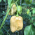 7 Pot Peach SG - Seeds - Bohica Pepper Hut 