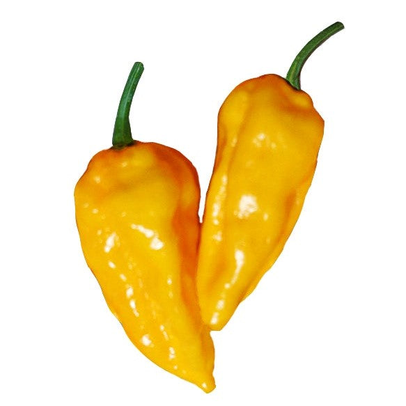 Datil - Seeds - Bohica Pepper Hut 