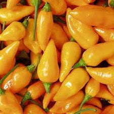 Datil - Seeds - Fresh Seeds from Bohica Pepper Hut