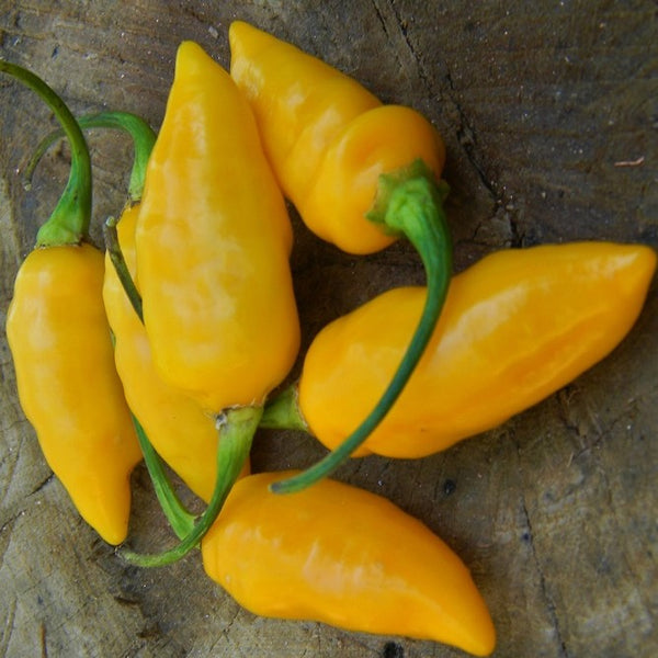 Datil - Seeds - Fresh Seeds from Bohica Pepper Hut