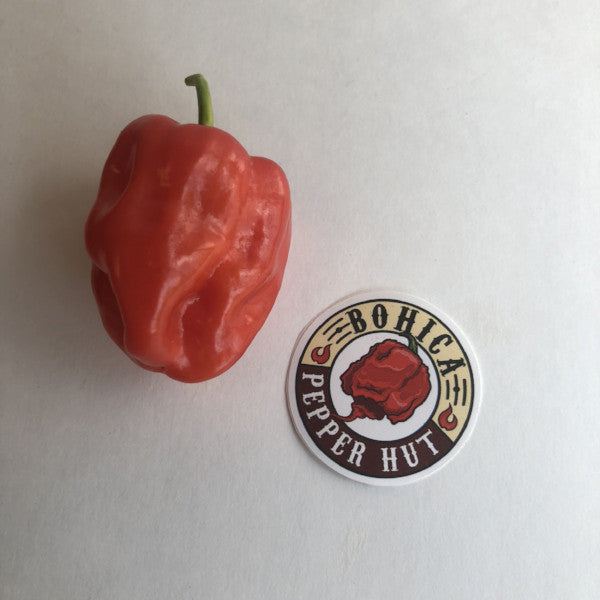 Aji Chombo - Seeds - Bohica Pepper Hut 