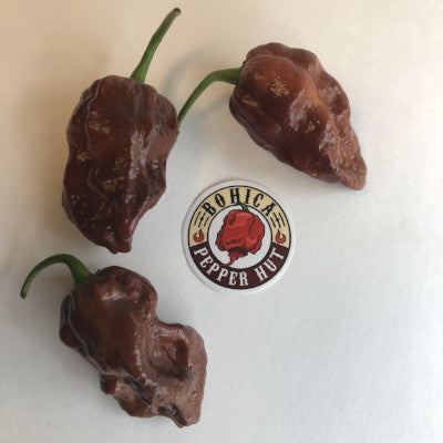 7 Pot Chocolate Brain Strain - Seeds - Bohica Pepper Hut 