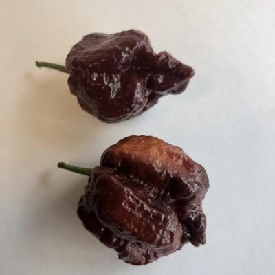 7 Pot Chocolate Brain Strain - Seeds - Bohica Pepper Hut 
