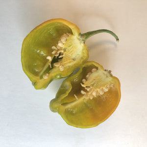 7 Pot Mustard - Seeds - Bohica Pepper Hut 