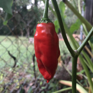 Aji Rojo/ Pucha-Uchu - Seeds - Bohica Pepper Hut 