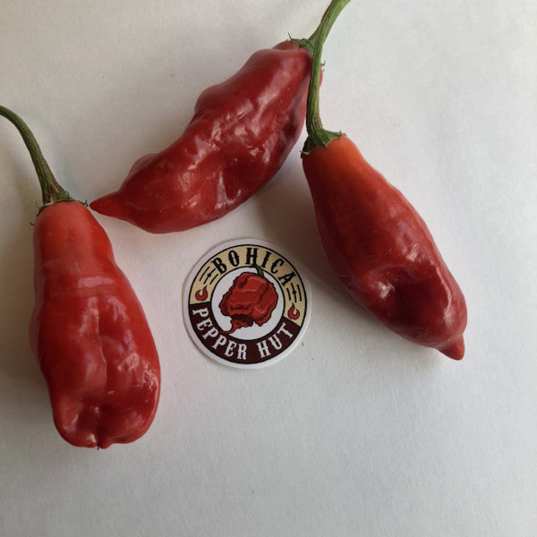 Pushpagucha Roj Aji Rojo/ Pucha-Uchu - Seeds - Fresh Seeds from Bohica Pepper Hut