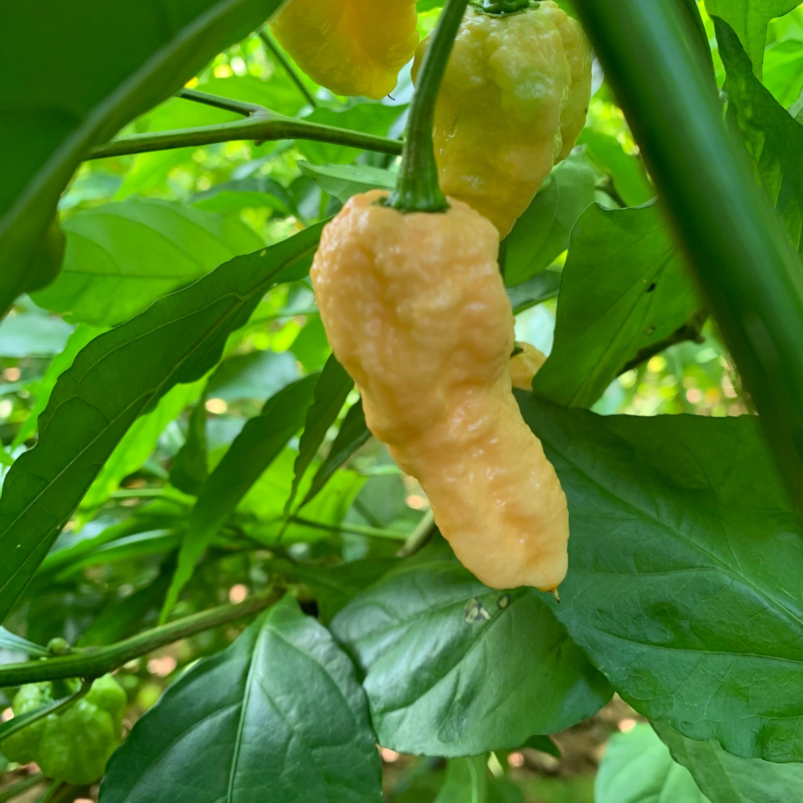 Peach Bhut Jolokia Ghost - Seeds - Bohica Pepper Hut 