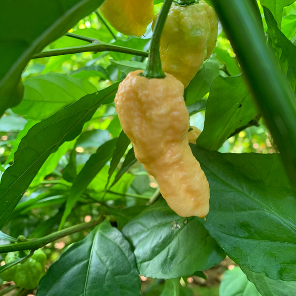 Peach Bhut Jolokia Ghost - Seeds - Fresh Seeds from Bohica Pepper Hut