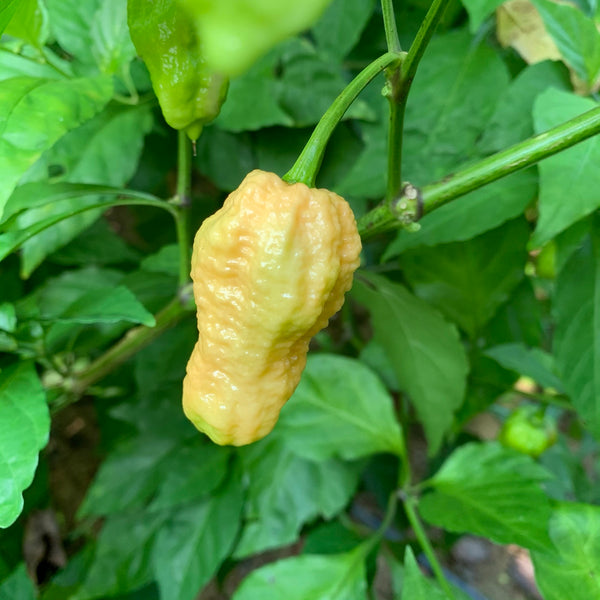 Peach Bhut Jolokia Ghost - Seeds - Fresh Seeds from Bohica Pepper Hut