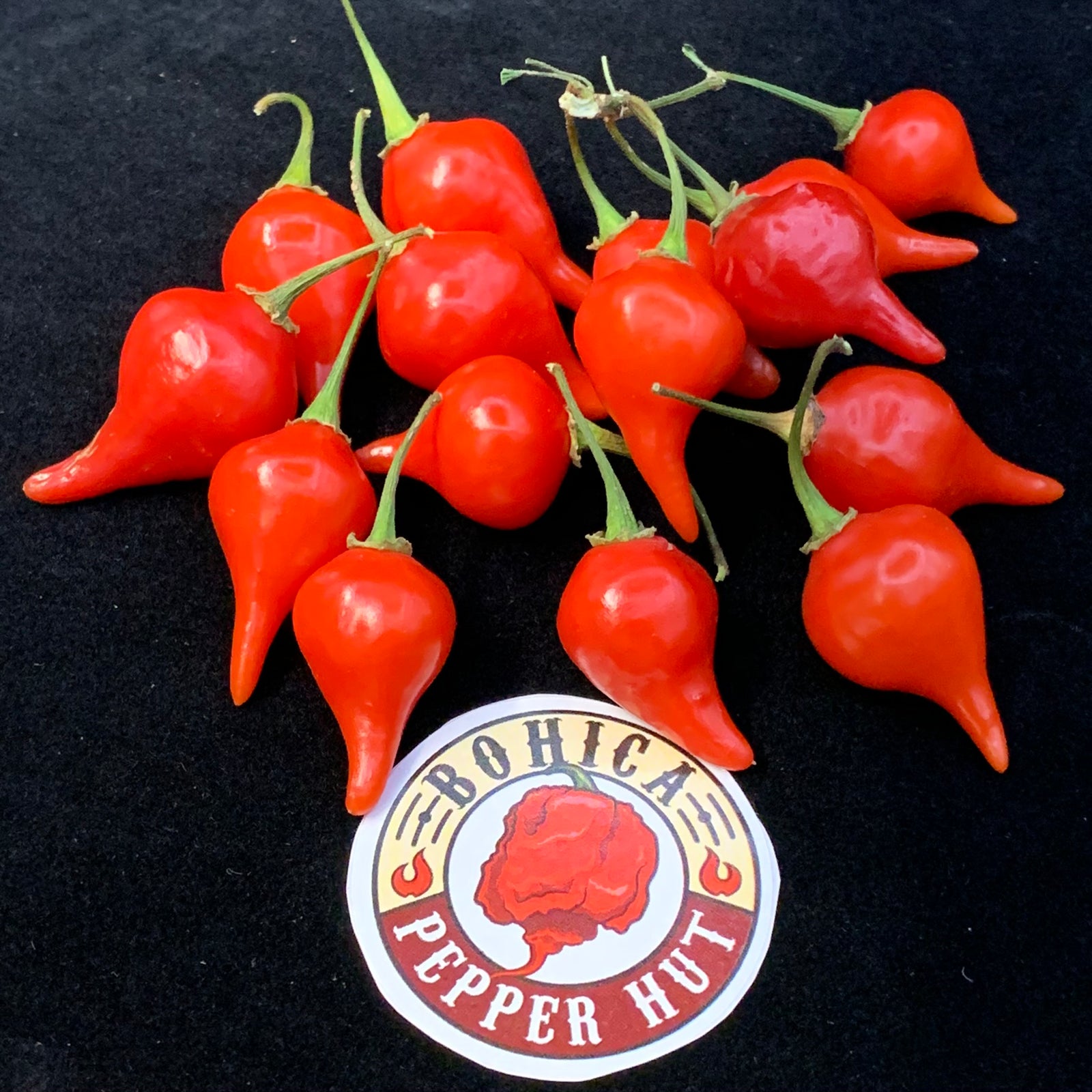 Biquinho - Seeds - Bohica Pepper Hut 