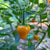 Yellow Hinkelhatz Pepper - Seeds - Bohica Pepper Hut 