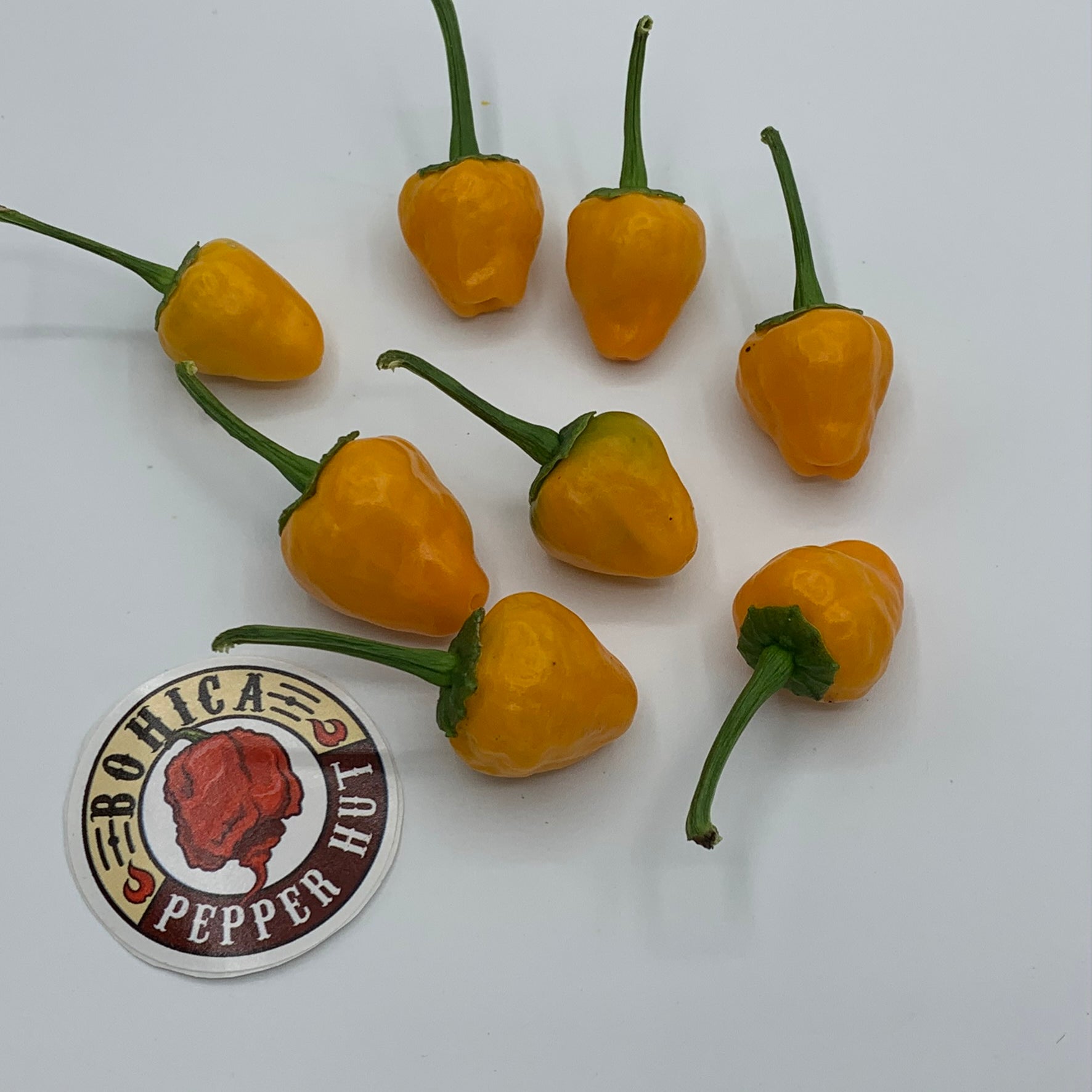 Yellow Hinkelhatz Pepper - Seeds - Bohica Pepper Hut 