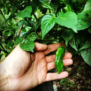 Pasilla Mixe Chili or Pasilla de Oaxaca - Seeds - Bohica Pepper Hut 