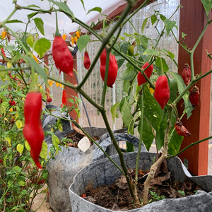 Pasilla Mixe Chili or Pasilla de Oaxaca - Seeds - Bohica Pepper Hut 