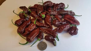 Bhut Jolokia Chocolate Ghost - Seeds - Bohica Pepper Hut 