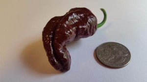 Bhut Jolokia Chocolate Ghost - Seeds - Bohica Pepper Hut 