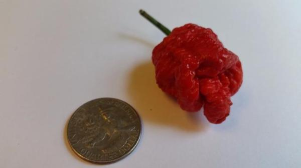 7 Pot(Pod) Bubblegum - Seeds - Bohica Pepper Hut 